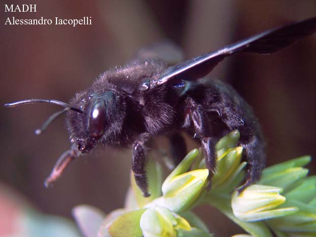 Apidae Xylocopinae: Xylocopa violacea (cf.)